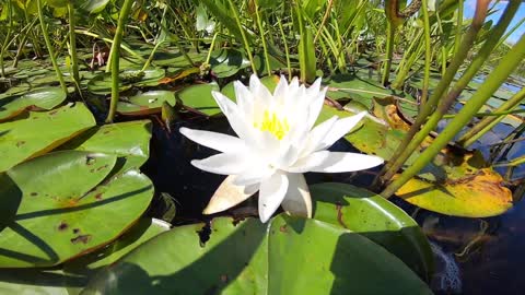 Water Lily