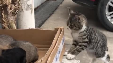 Cat Visits Best Friends Puppies to Give them Kisses