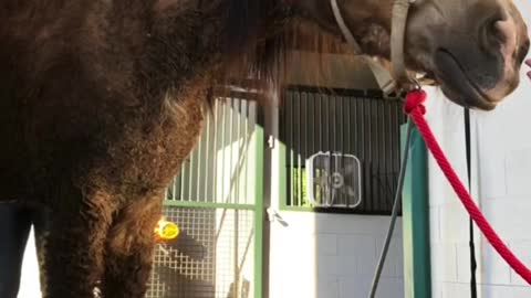 Abandoned Horse
