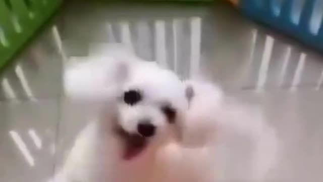 cute dog dancing full happy mood