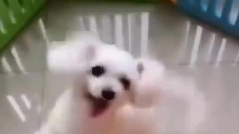 cute dog dancing full happy mood