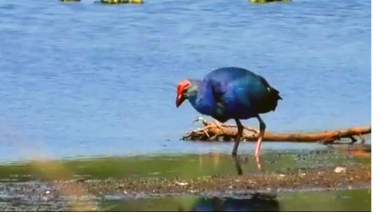 Gray Headed Sdwamphen Birds