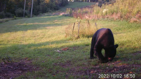 Hey Boo Boo Have you seen my Pickinick Basket?