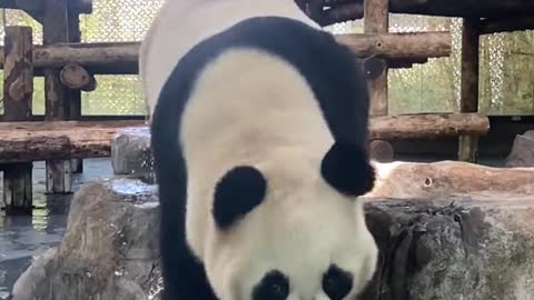 The panda