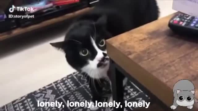 HILARIOUS CATS TALKING LIKE HUMANS | MUST WATCH!