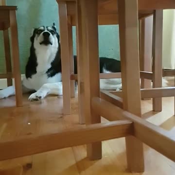Stubborn husky hides and yells at owner