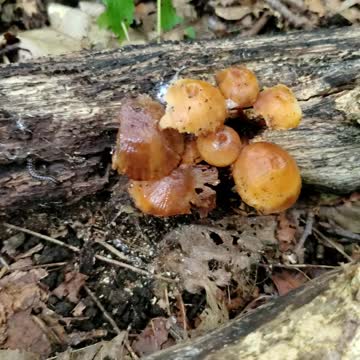 Mushroom Foraging in the MidWest