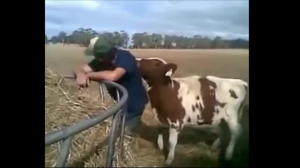 Crazy cow