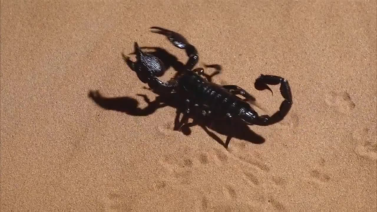 Scorpions are champions of survival and can live for a YEAR without food‼️