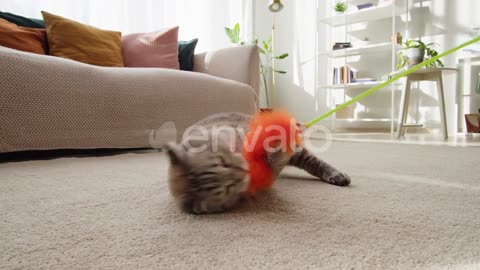 Funny Cat Playing with Toy on Floor Closeup Scottish Fold Portrait