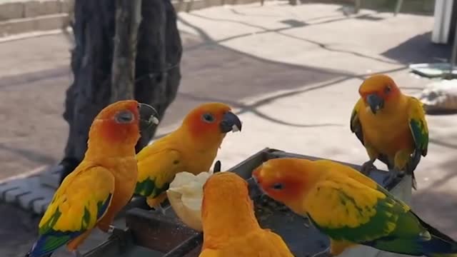 Funny Parrots and Cute Birds