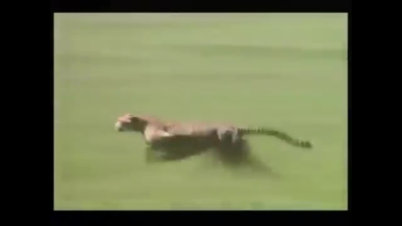 Cheetah speed