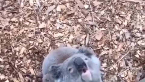 koalas are very cute, they said