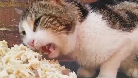 Hungry Stray Cat