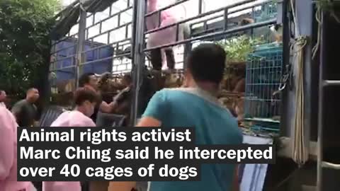 40 cages of dogs reported rescued from canine meat