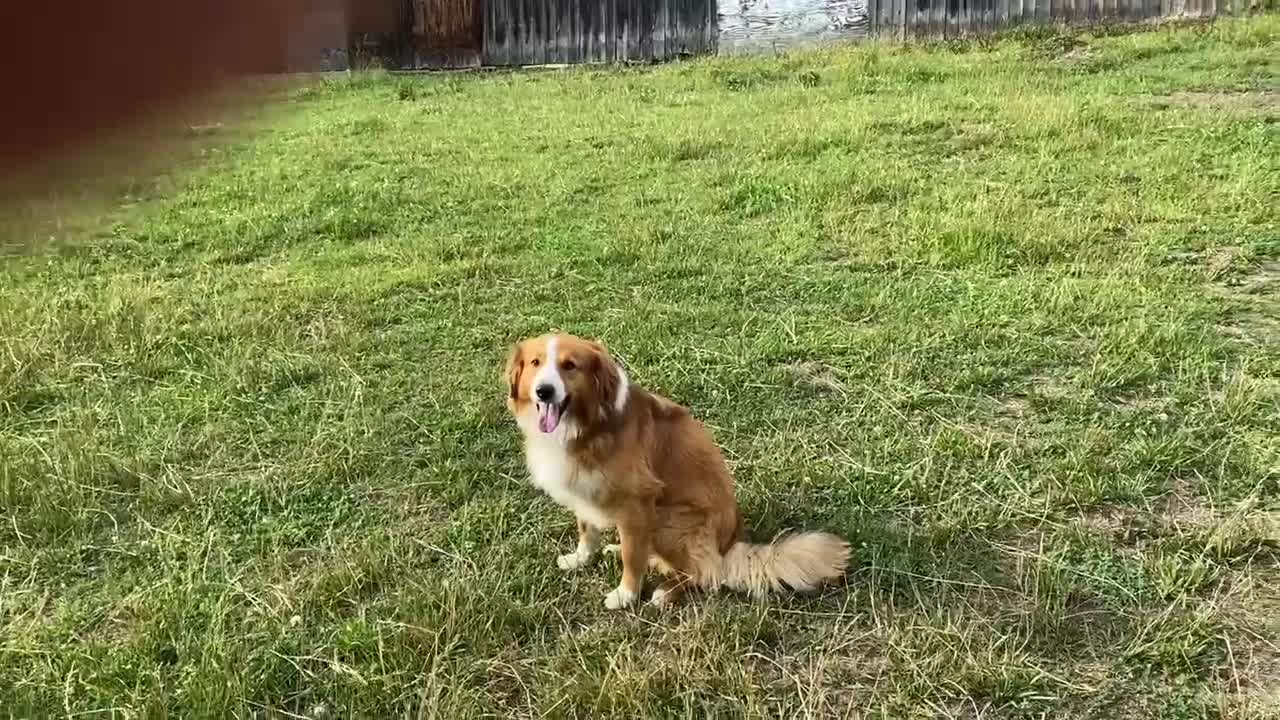 Gator and I took a minute to herd
