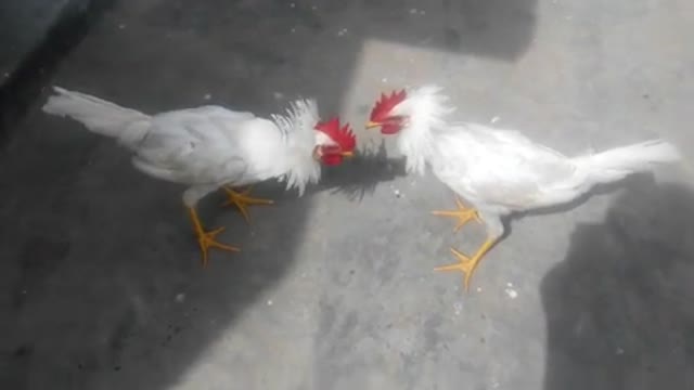 5month old roosters fighting