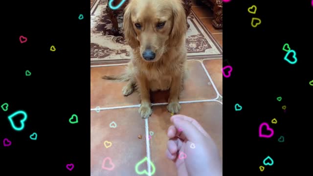 Funny dogs salivate at the sight of food