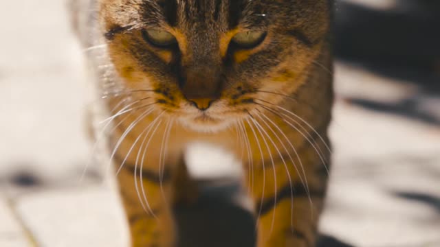 close up video of a cat