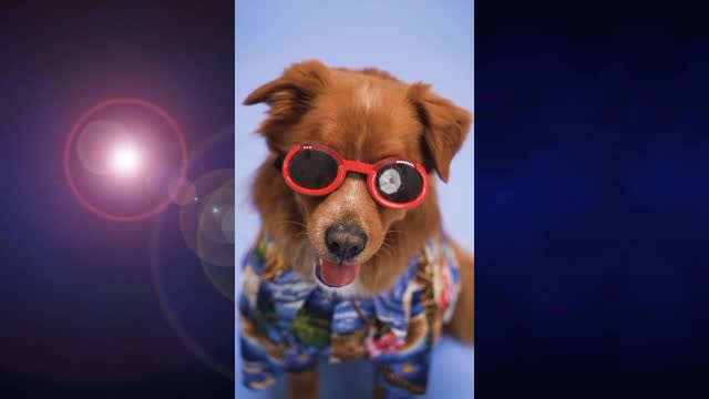 🤣Funny Dog Videos 2021🤣 🐶 It's time to LAUGH with Dog's life