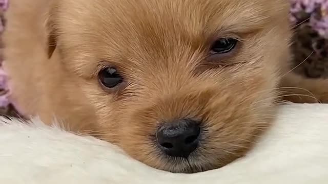 Dog and chicken play