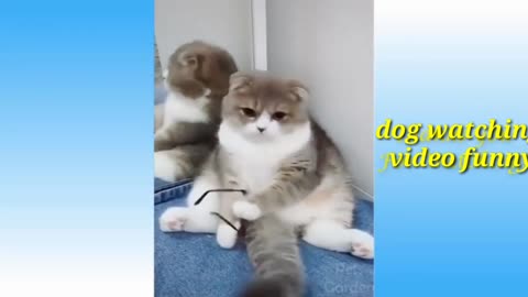 Cat cats and funny dog