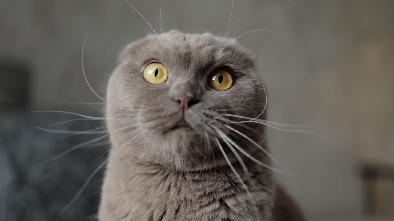 Mesmerizing Yellow-Eyed Cat Hypnotizes Everyone!