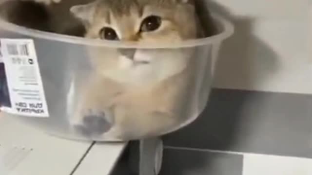 cute cat fell