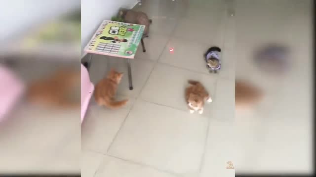 Badass cat!//Two funny cat