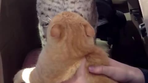 House cat doesnt like pet bobcat