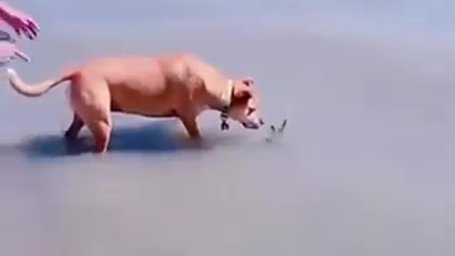 the scared dog