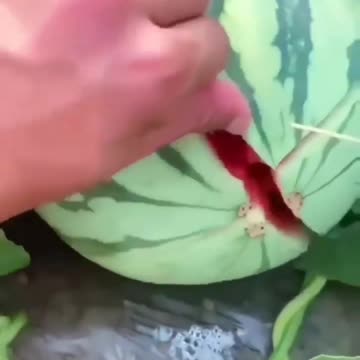 Shorts Video #shorts #funny #shortsvideo #viralshortsvideo #newshortsvideo #newshorts #funnyshorts