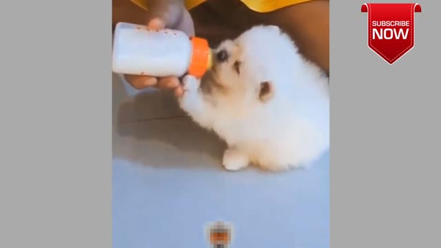 😂Baby dog- ❤️😍 and funny dog videos -the cute,smart,small dog- dyap