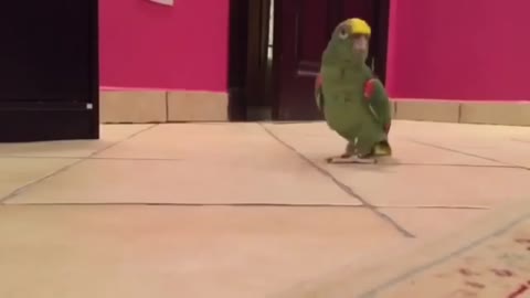 parrot laughs evilly