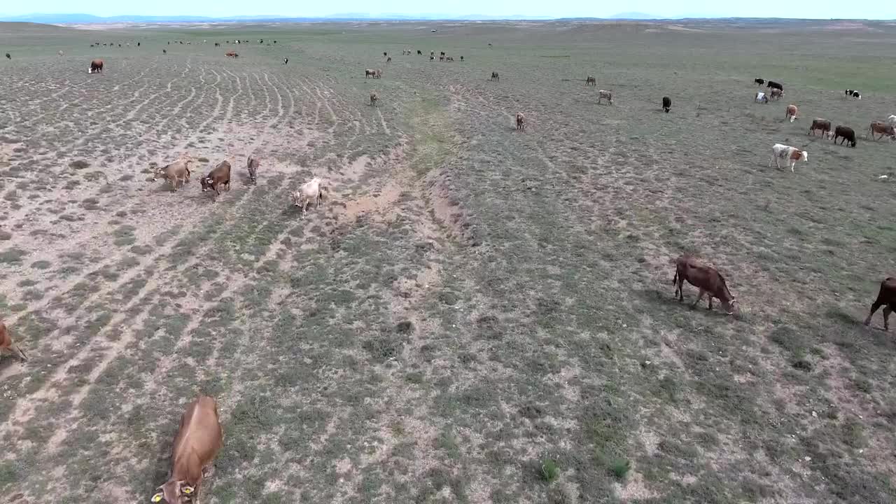 A heard of cows grazing in the plain