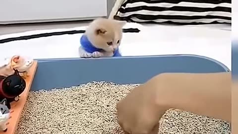 Kitten eat cat litter for first time