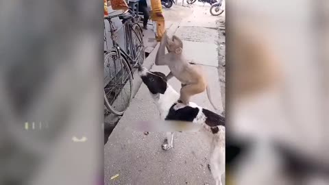 Funny animals videos