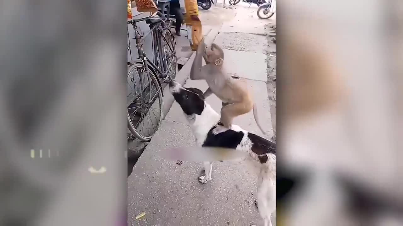 Funny animals videos