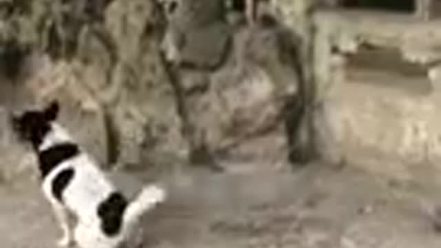 Dog Vs Monkey fight