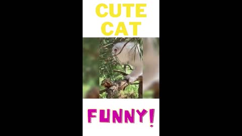 ￼ Funny and cute cat | short funny cat | Cute cat video #shorts