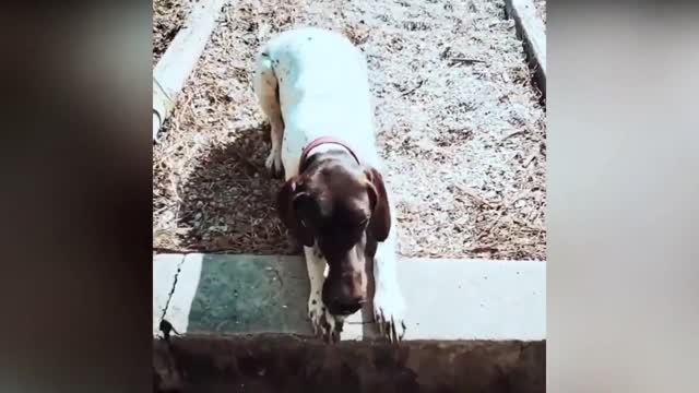 German Short haired Pointer Dog