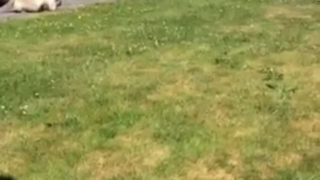 sweet kitten try to catch bird