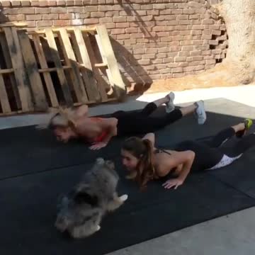 Dog viral video today girls exasize