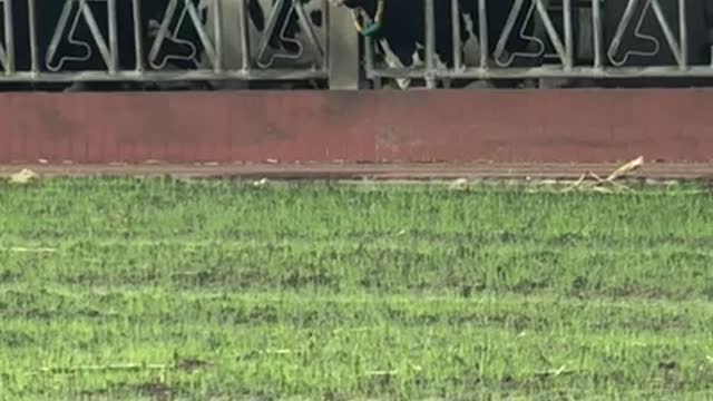 Cow Waves Its Tongue at People Walking By