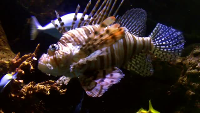 Lionfish video