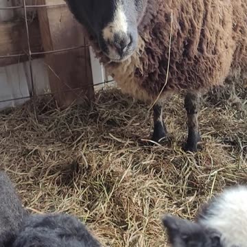 Bailey ram lambs