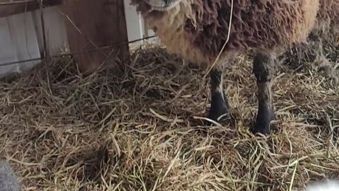 Bailey ram lambs