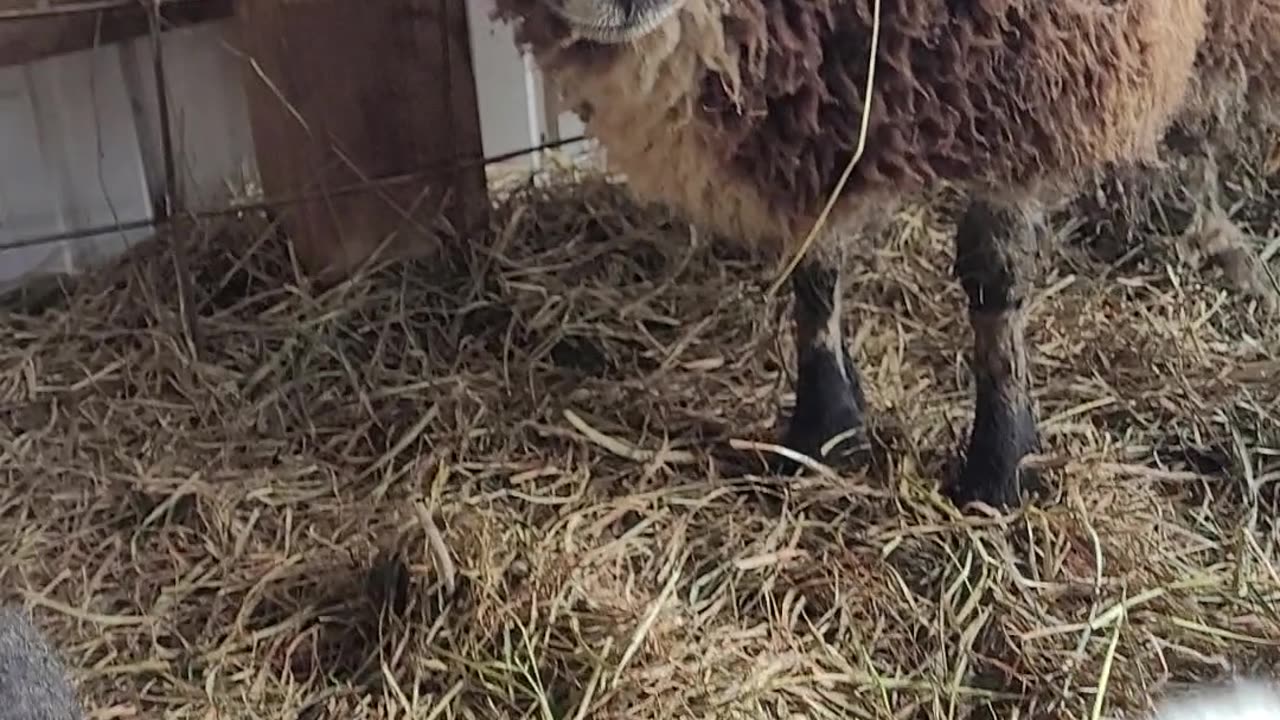 Bailey ram lambs