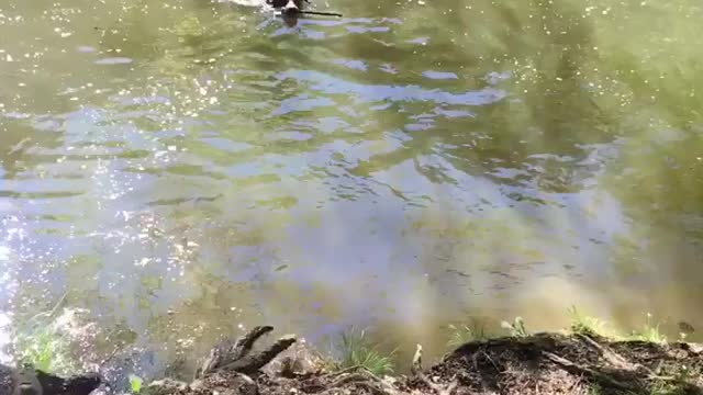 cute dog takes sticks out of the water