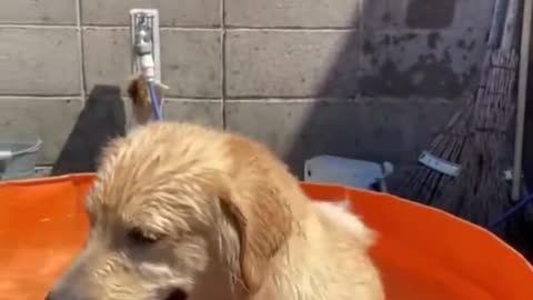 Funny dogs.